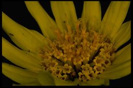 Image of arrowleaf balsamroot