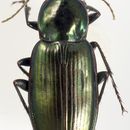 صورة <i>Platycaelus melliei</i>