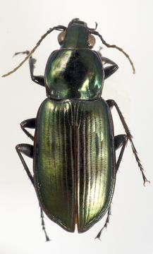 صورة <i>Platycaelus melliei</i>