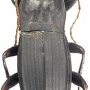 Image of Abacoleptus carinatus Fauvel 1903