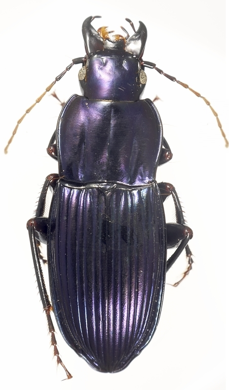 Image de Abacomorphus caledonicus (Montrouzier 1860)