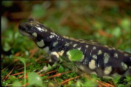 Image of California Tiger Salamander