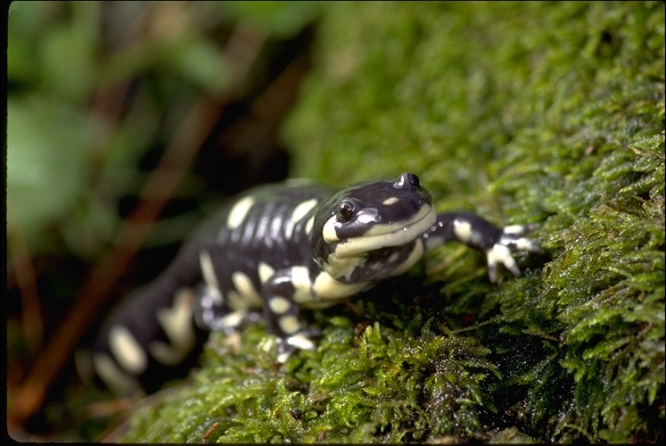 Image of California Tiger Salamander