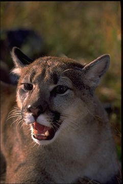 Image of Cougar