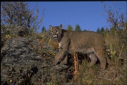 Image of Cougar