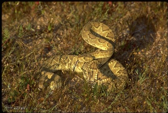 Imagem de Crotalus scutulatus scutulatus (Kennicott 1861)