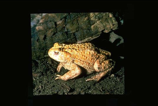 Image of western toad