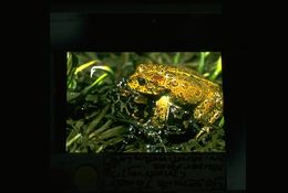 Image of Yosemite Park Toad