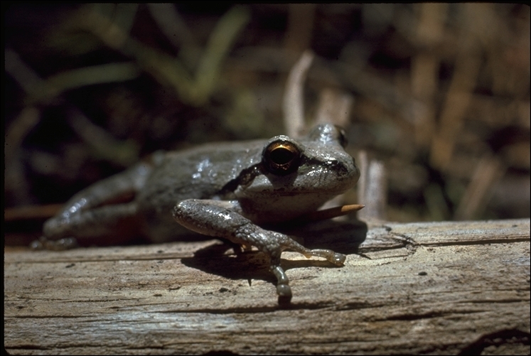 Image of Northern Pacific Treefrog