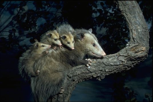 Image of Virginia Opossum