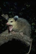 Image of Virginia Opossum