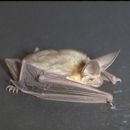 Image of pallid bat