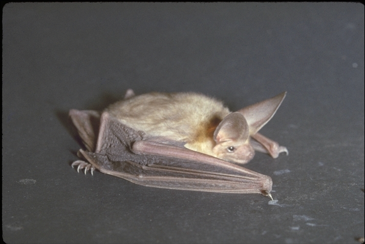 Image of Pallid Bat