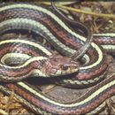 Image of San Francisco garter snake