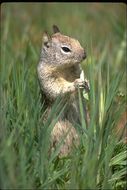 Image of California ground squirrel