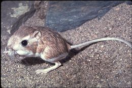 Image of Desert Kangaroo Rat