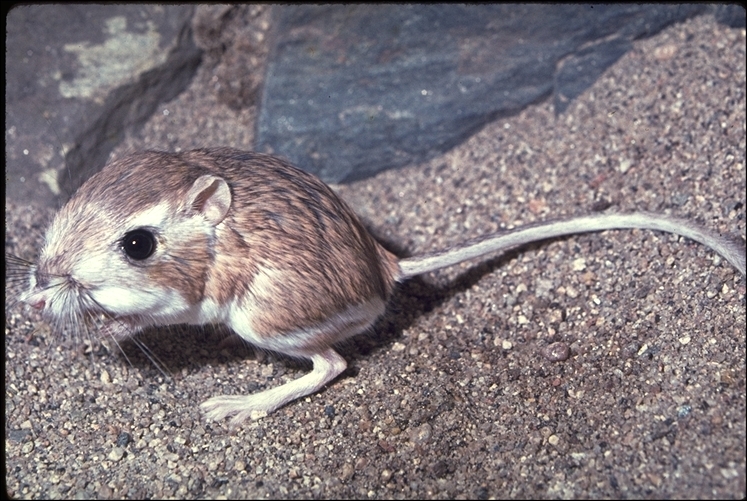 Image de Rat-kangourou du Pacifique