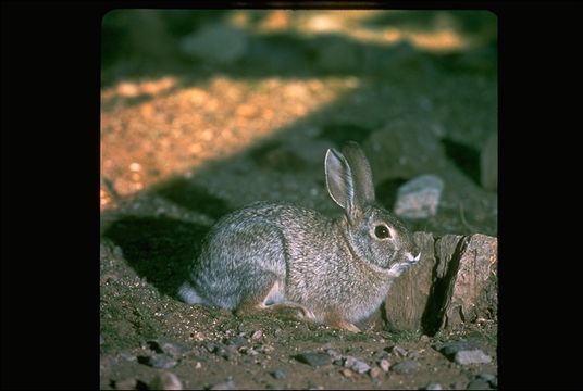 Plancia ëd Sylvilagus audubonii (Baird 1858)