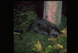 Image of American Beaver