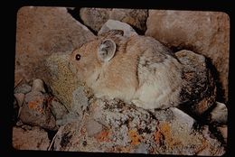 Image of American Pika