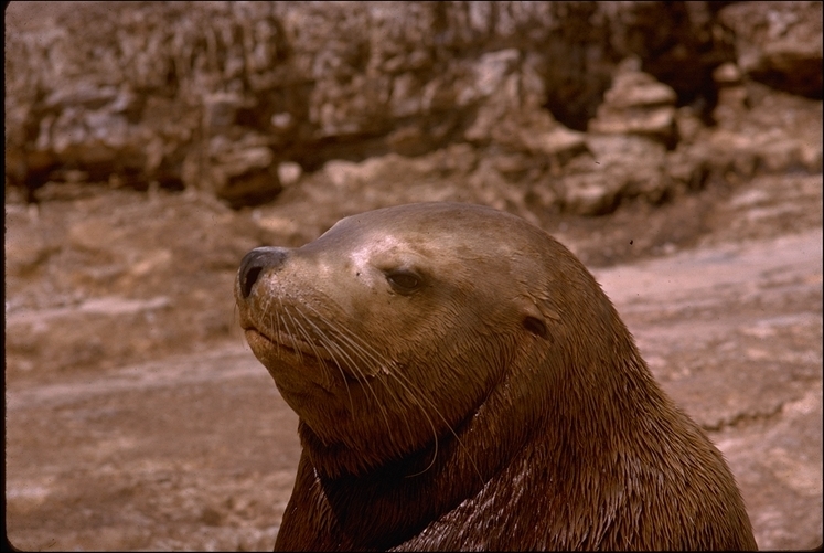 Image of Northern Sea Lion