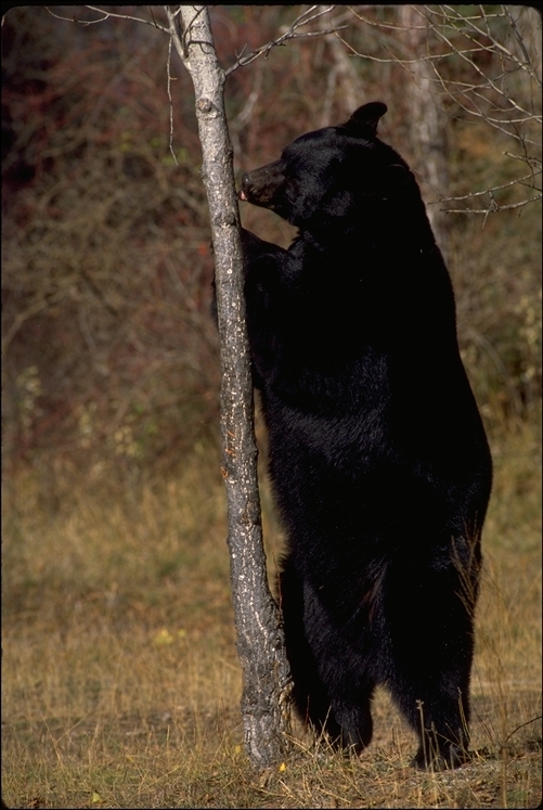 Image of American Black Bear