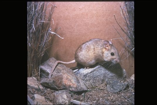 Image of Desert Woodrat