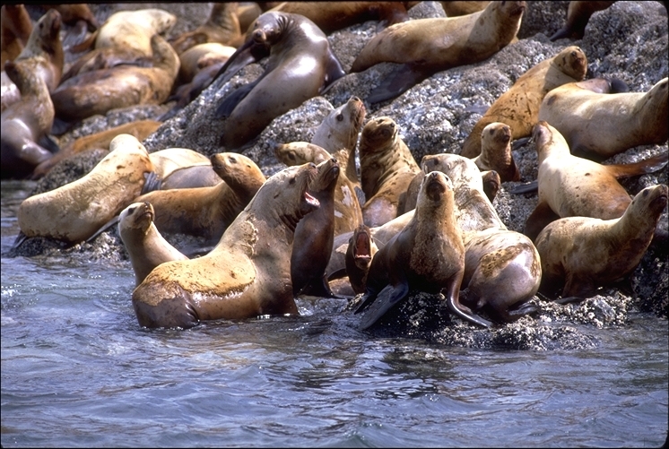 Image of Northern Sea Lion