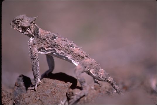 Image of Desert Horned Lizard