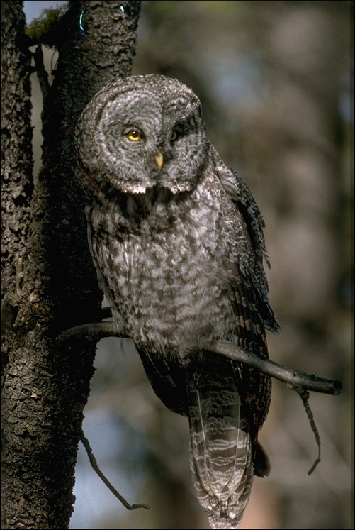 Image of Great Gray Owl