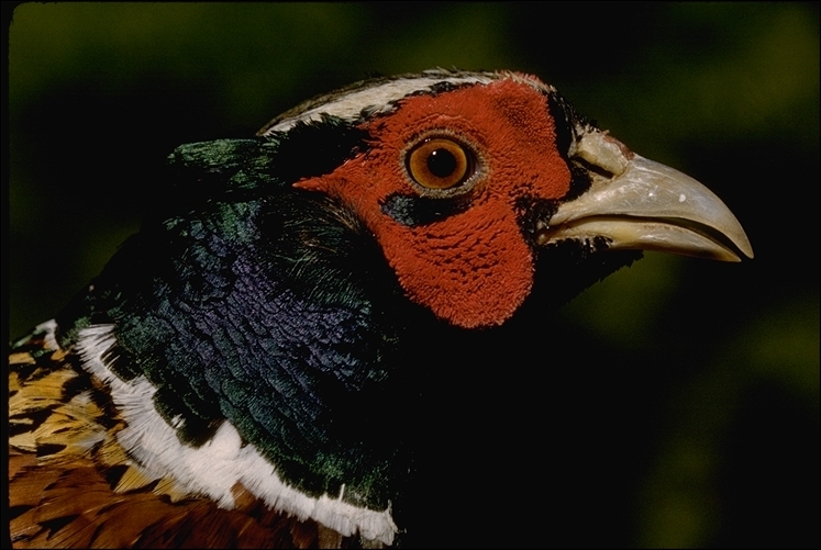 Image of pheasant, common pheasant