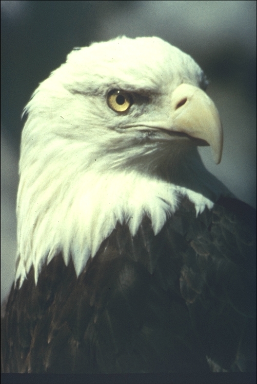 Image of Bald Eagle