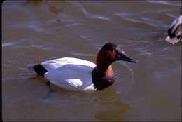 Image of Canvasback