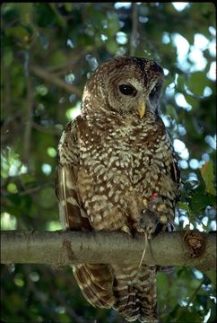 Image of Spotted Owl