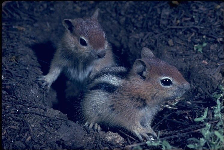 Image of golden-mantled ground squirrel