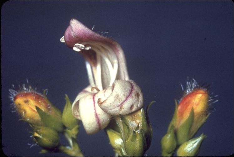 Image of bush beardtongue