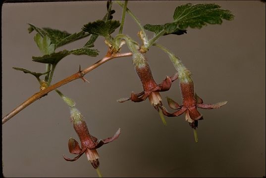 Image of Sierra gooseberry