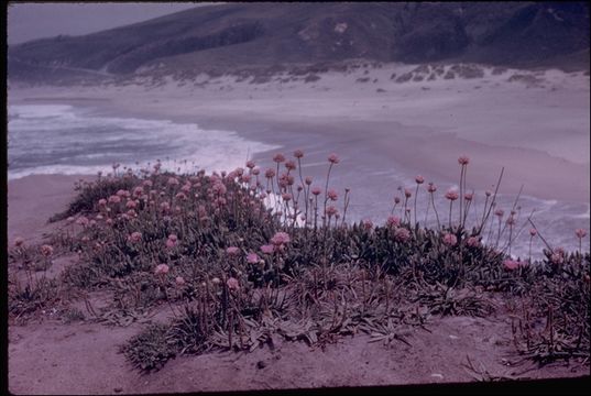 Image of California seapink