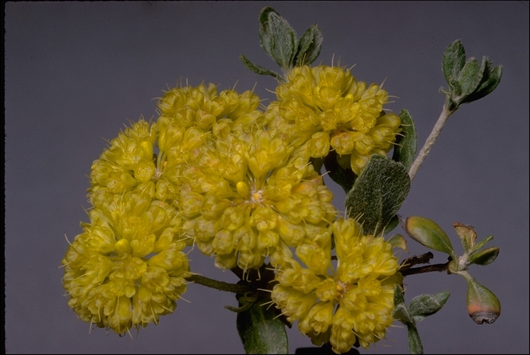 Image of sulphur-flower buckwheat