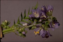 Слика од Polemonium occidentale Greene