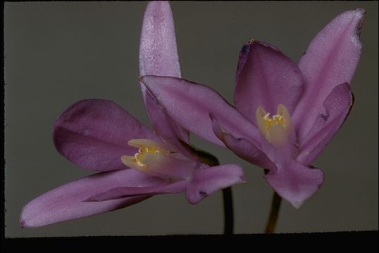 Image of appendage brodiaea