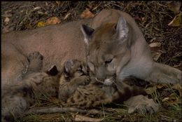 Image of Cougar