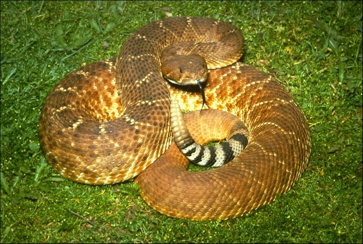 Image of Crotalus ruber ruber Cope 1892