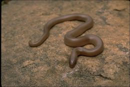 Image of Northern Rubber Boa