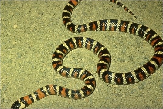 Image of <i>Lampropeltis zonata parvirubra</i>