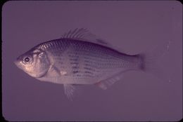 Image of Shiner Perch