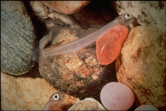 Image of Chinook Salmon