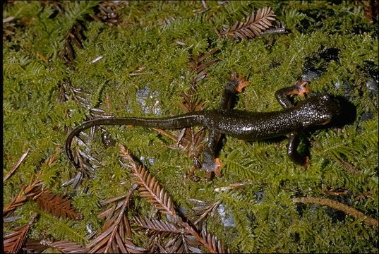 Image of Rough-skinned Newt