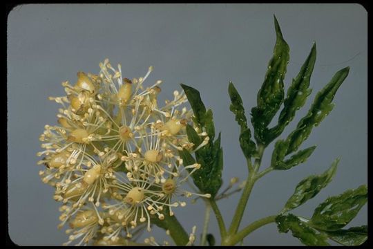 Image of baneberry