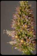 Image of nettleleaf giant hyssop